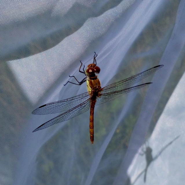 Sympetrum striolatum - harántsávos katona-szitakötő
