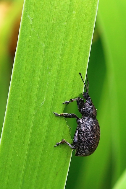 Otiorhynchus ligustici - vincellér-gyalogormányos
