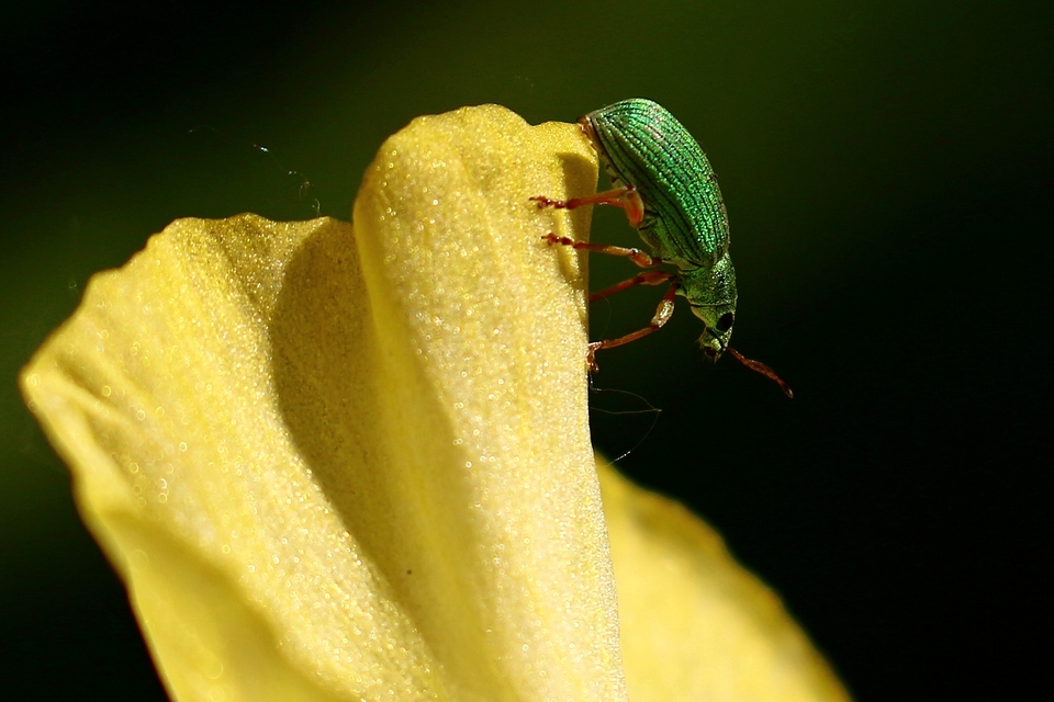 Polydrusus formosus - selymes lombormányos