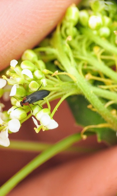 Anaspis varians - változó árvabogár
