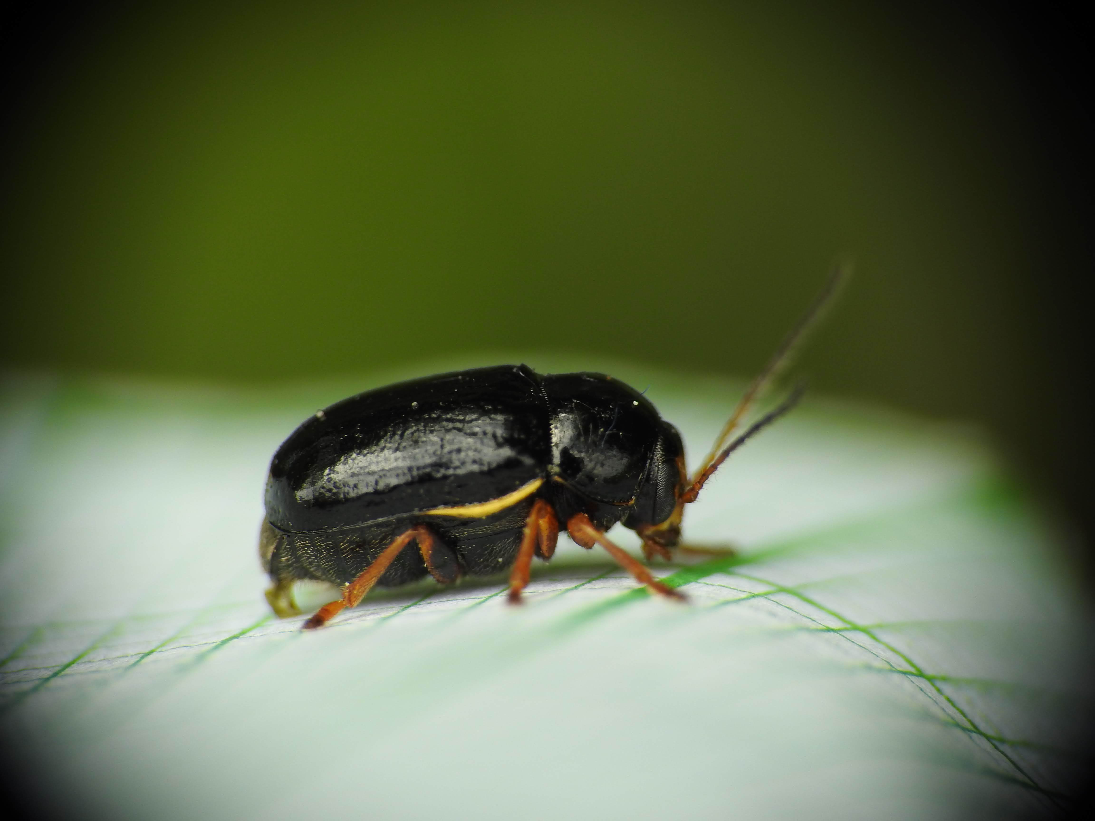 Cryptocephalus flavipes - sárgalábú zömökbogár