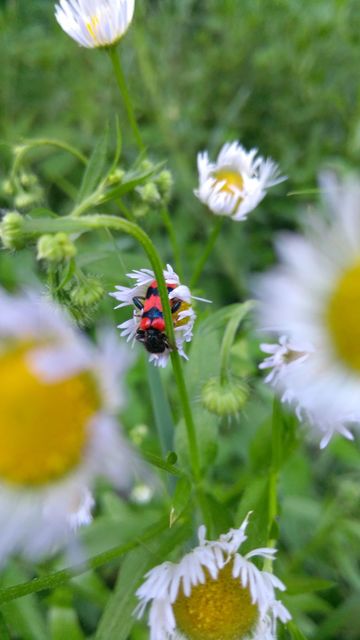 Trichodes apiarius - szalagos méhészbogár