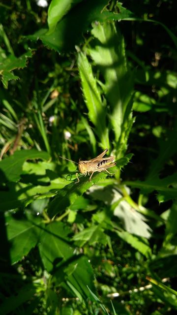 Pseudochorthippus parallelus - közönséges rétisáska