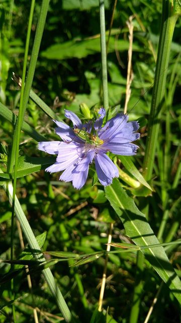 Leptophyes albovittata - közönséges virágszöcske