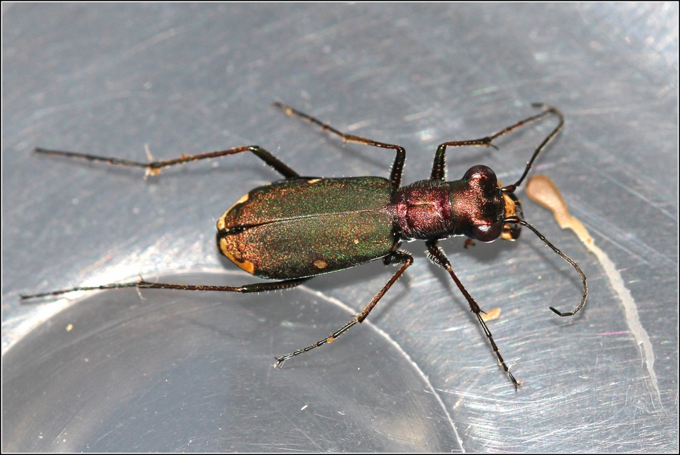 Cylindera germanica - parlagi homokfutrinka