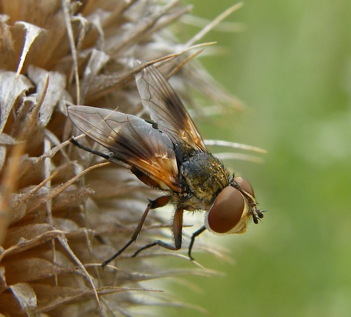 Phasiinae