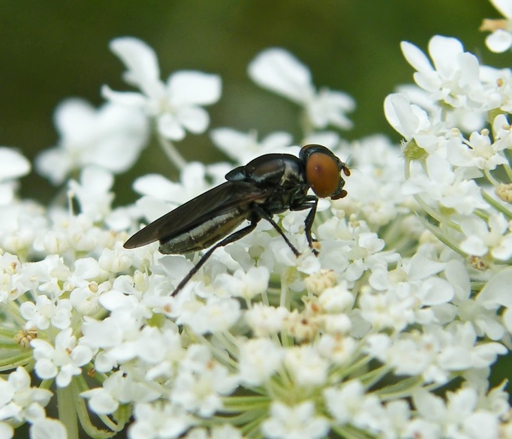 Syrphidae - zengőlegyek