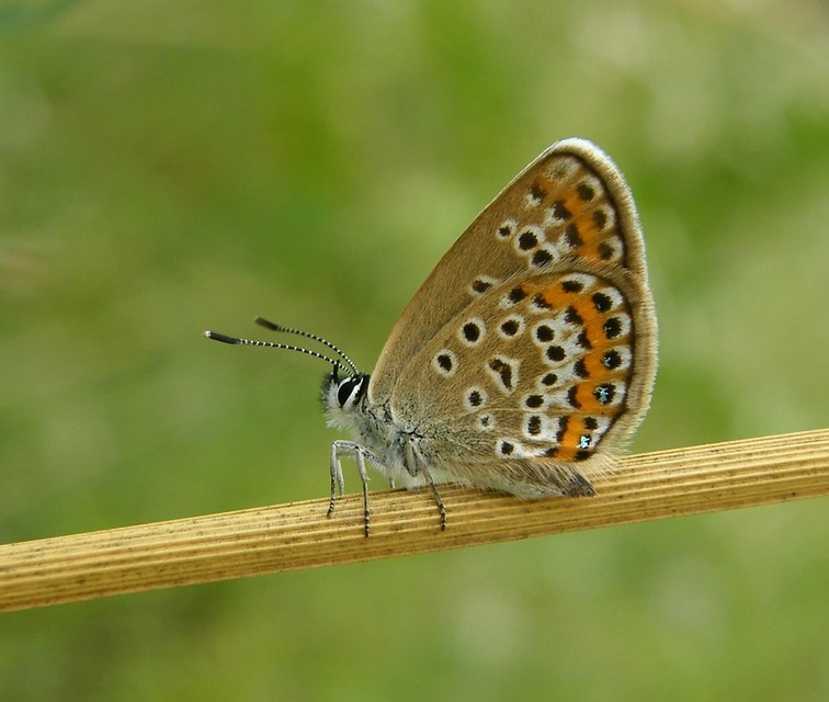 Plebejus argus - ezüstös boglárka
