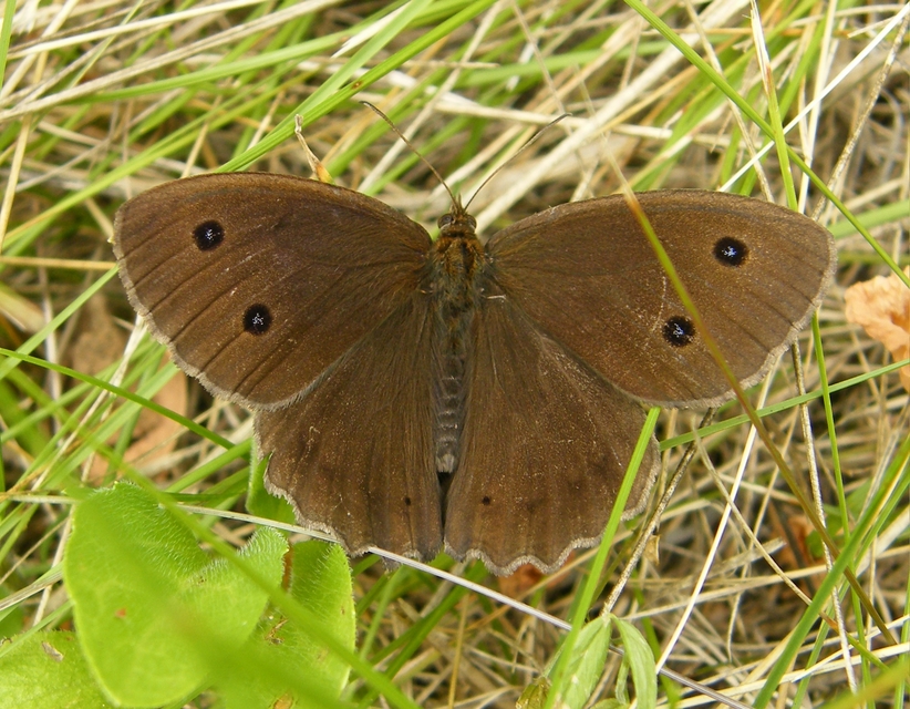 Minois dryas - fekete szemeslepke
