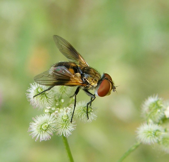 Phasiinae