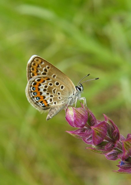 Plebejus argus - ezüstös boglárka