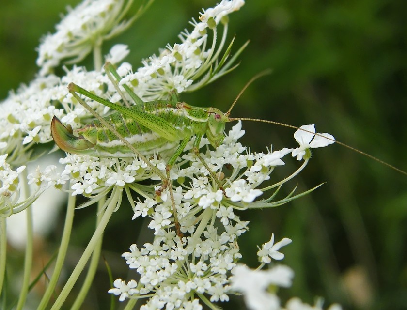 Leptophyes albovittata - közönséges virágszöcske