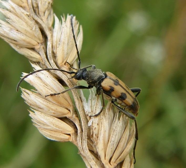 Pachytodes erraticus - rajzos virágcincér