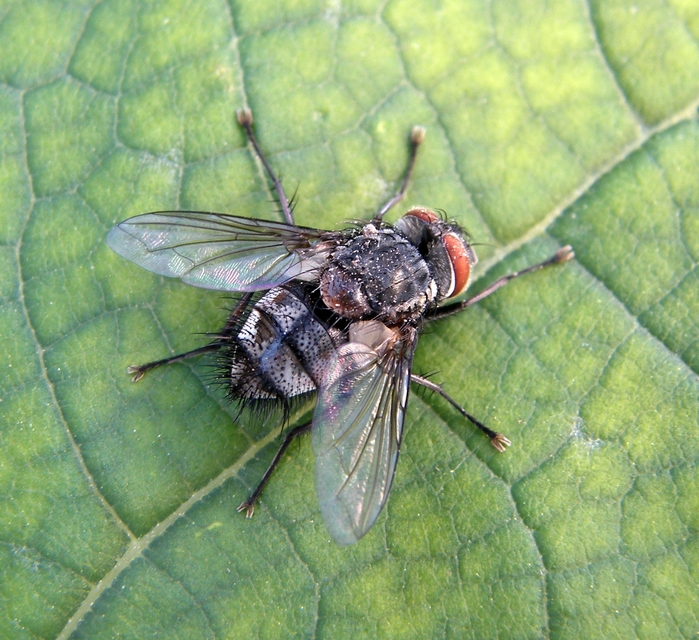 Tachinidae - fürkészlegyek