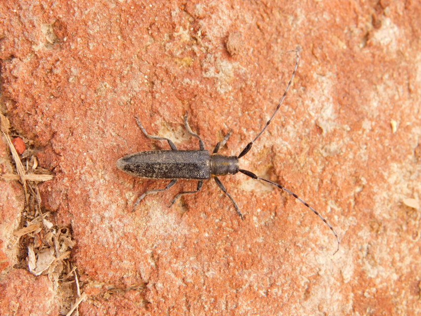 Agapanthia villosoviridescens - fehérgyűrűs bogáncscincér