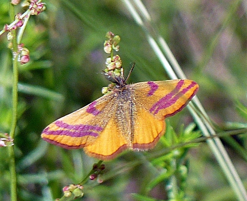 Lythria cruentaria - bíborcsíkos araszoló