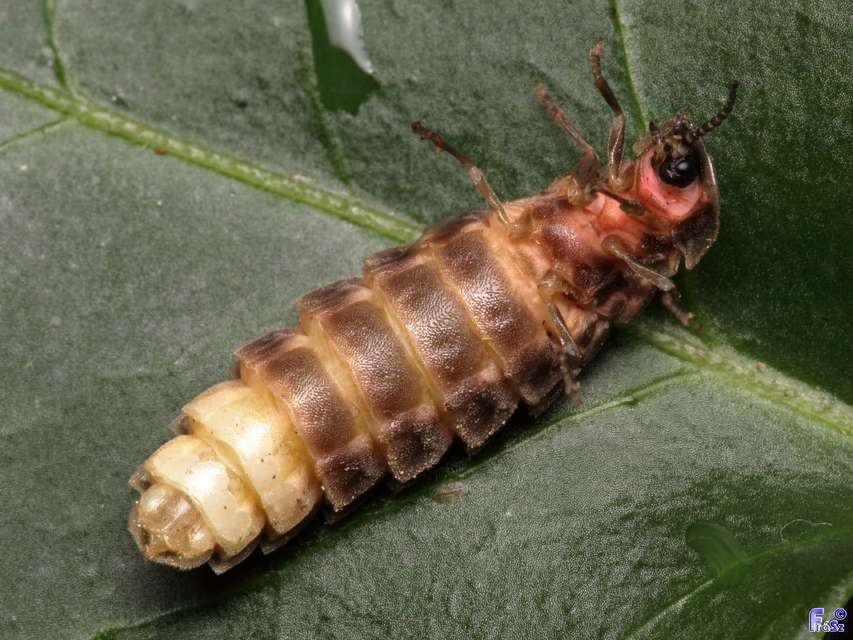 Lampyris noctiluca - nagy szentjánosbogár