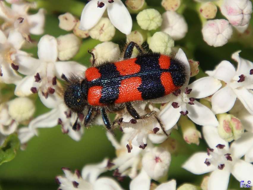 Trichodes favarius - hatfoltos méhészbogár
