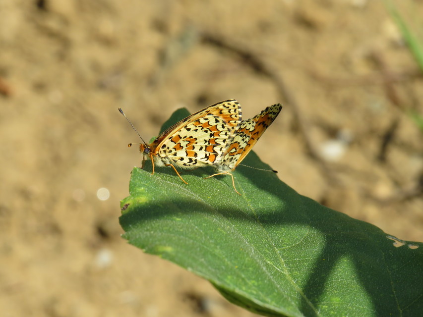 Melitaea trivia - kis tarkalepke