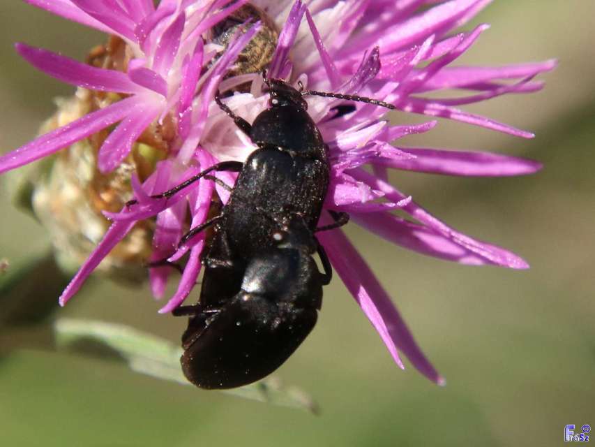 Podonta nigrita - szerecsenbogár