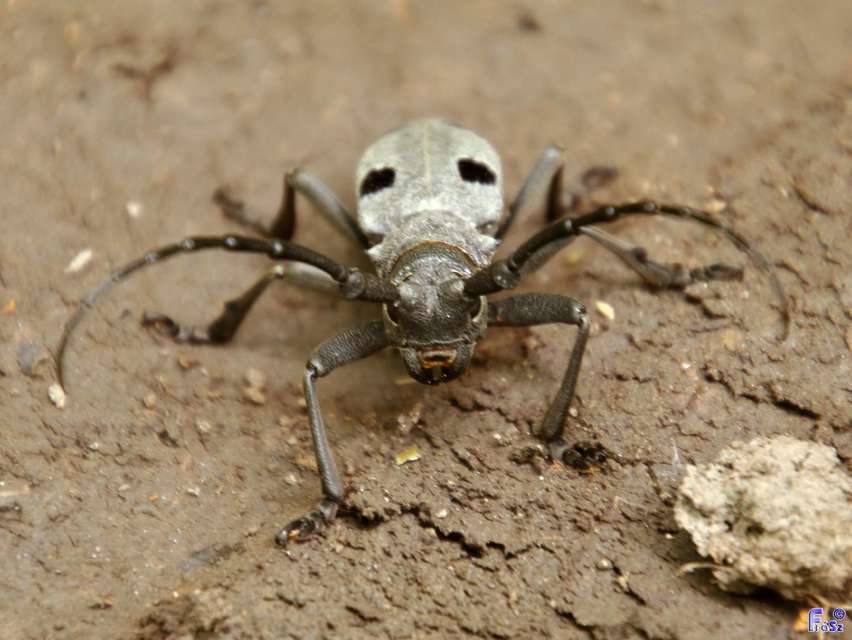 Morimus asper funereus - gyászcincér