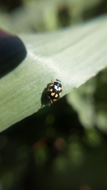 Propylea quatuordecimpunctata - tizennégypettyes füsskata