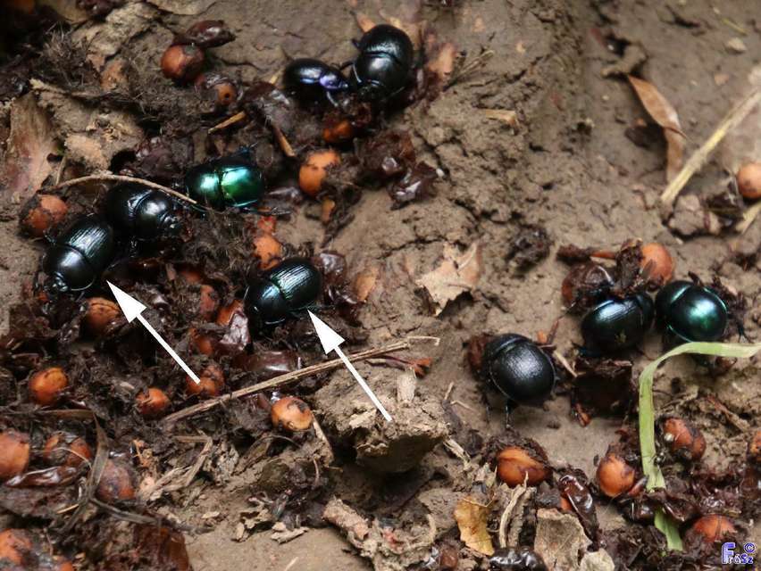 Anoplotrupes stercorosus - erdei álganéjtúró