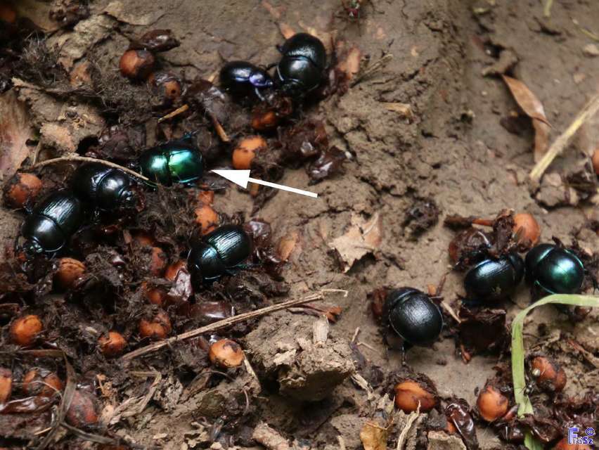 Trypocopris vernalis - tavaszi álganéjtúró