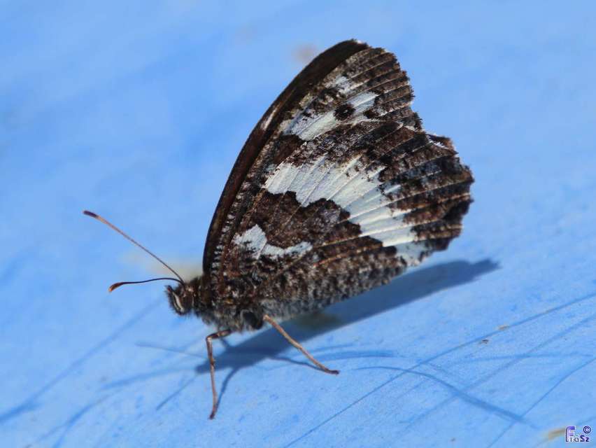 Brintesia circe - fehéröves szemeslepke