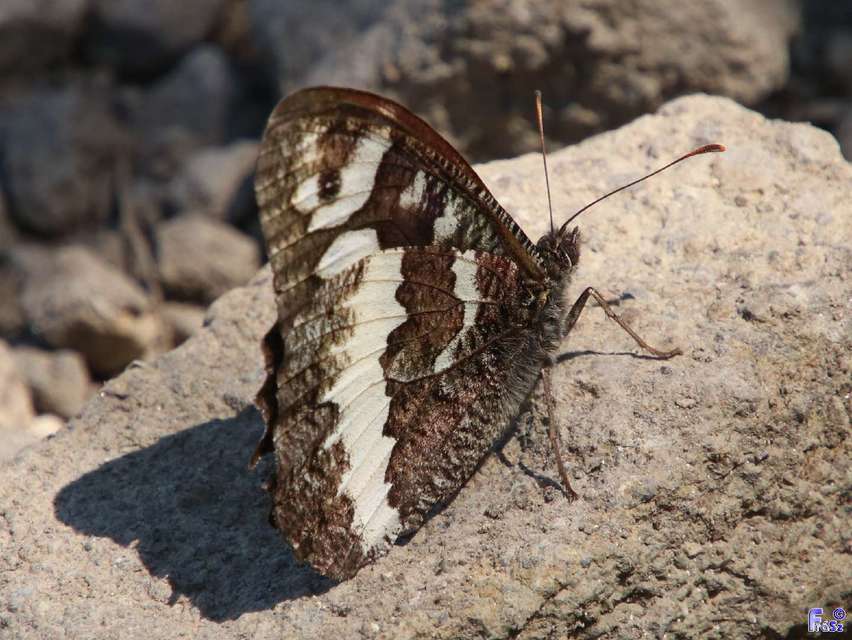 Brintesia circe - fehéröves szemeslepke