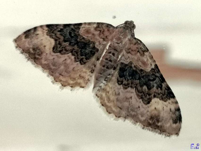 Epirrhoe galiata - sávos galajaraszoló
