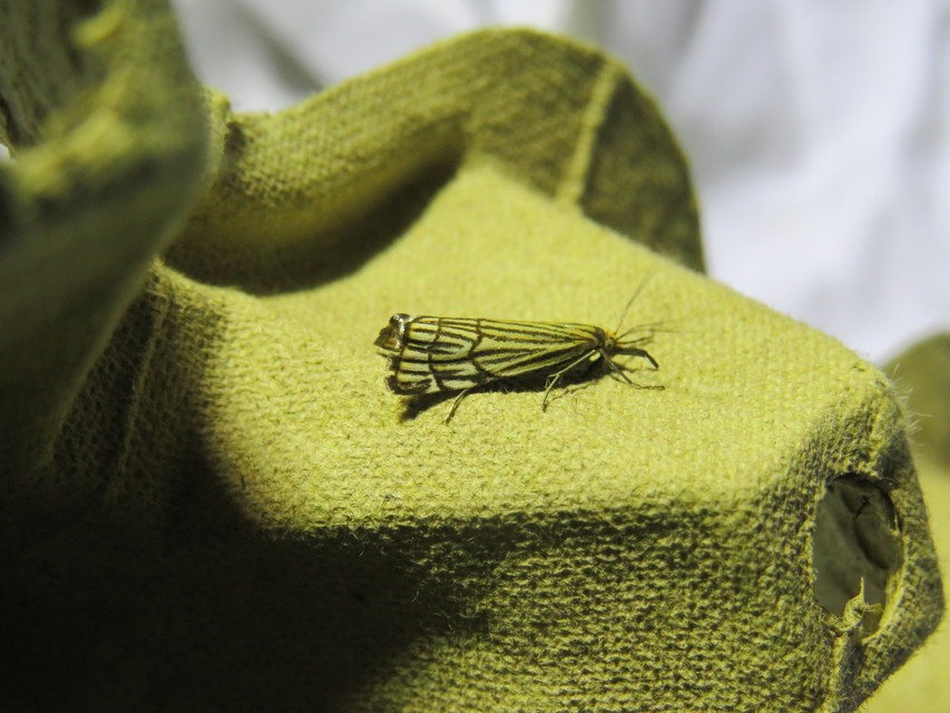 Chrysocramboides craterella - rácsos fűgyökérmoly