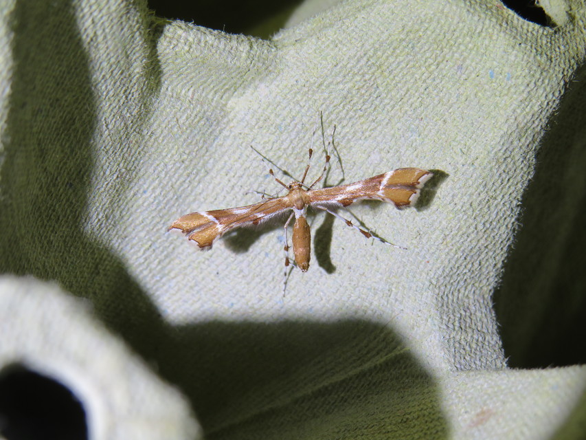 Cnaemidophorus rhododactyla - rózsabogyó-tollasmoly