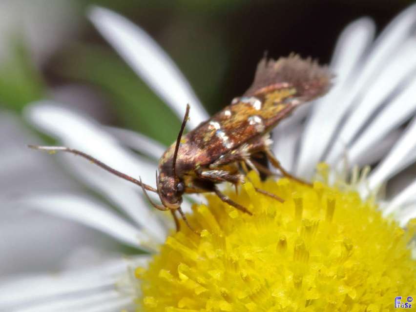 Pancalia leuwenhoekella - feketecsápú ibolyamoly