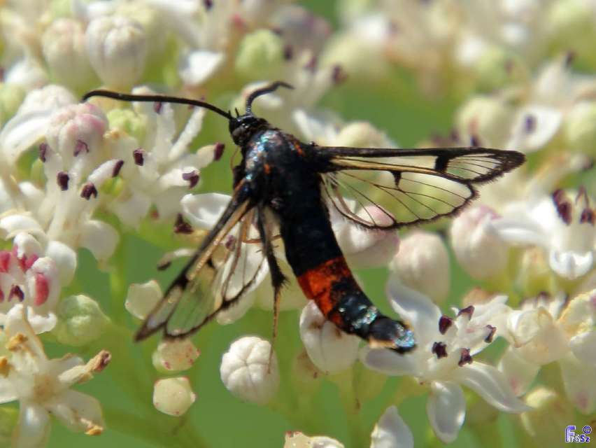 Synanthedon stomoxiformis - naspolyaszitkár