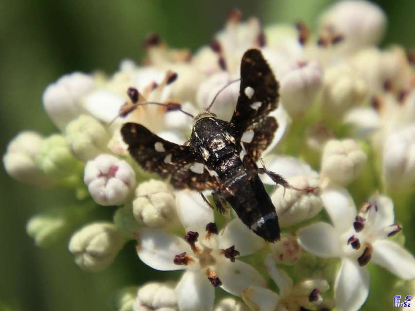 Thyris fenestrella - gyakori ablakosmoly
