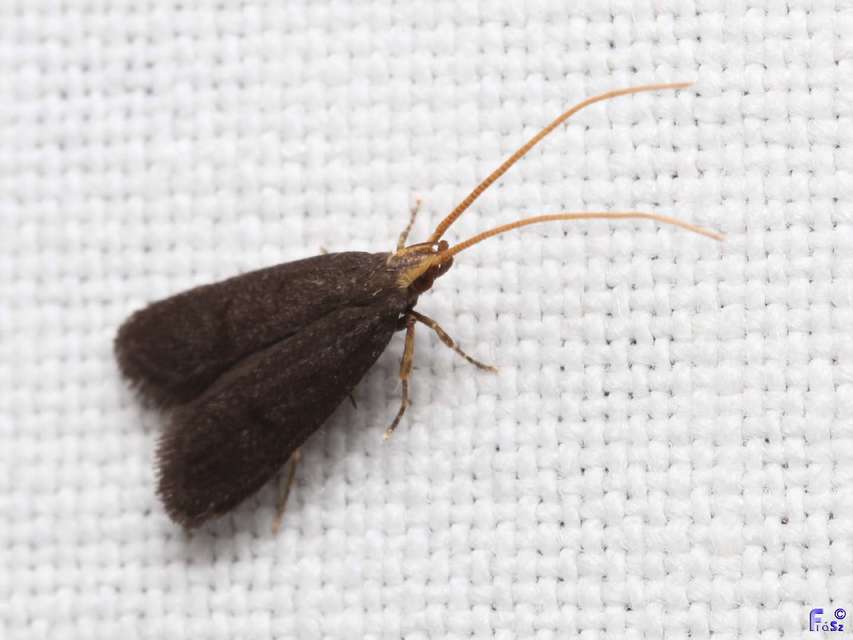 Lecithocera nigrana - kis hindumoly
