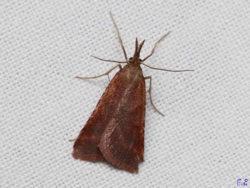 Synaphe punctalis - hosszúlábú fényilonca