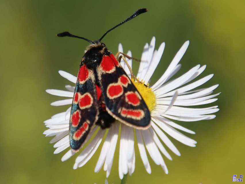 Zygaena carniolica - fehérgyűrűs csüngőlepke