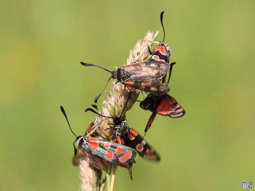 Zygaena carniolica - fehérgyűrűs csüngőlepke
