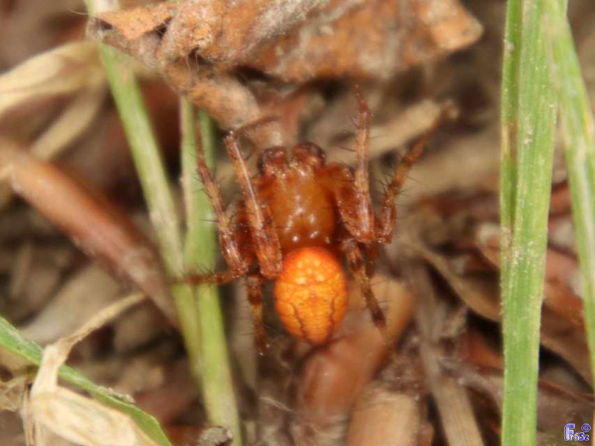 Araneus alsine - hűsölő keresztespók