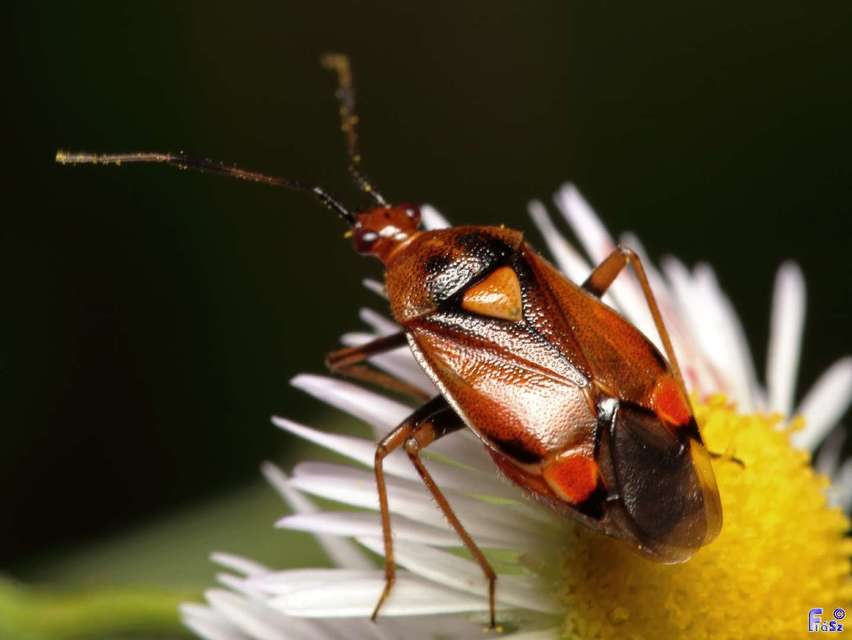 Deraeocoris ruber - vöröses mezeipoloska