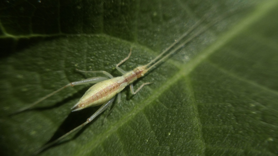 Oecanthus pellucens - pirregőtücsök