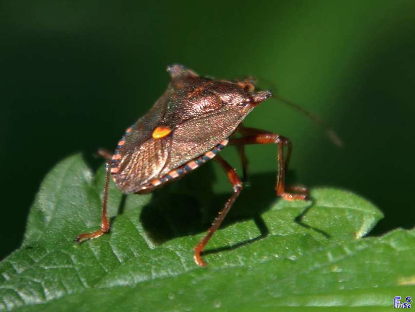 Pentatoma rufipes - vöröslábú címerespoloska Pentatoma rufipes - vöröslábú címerespoloska