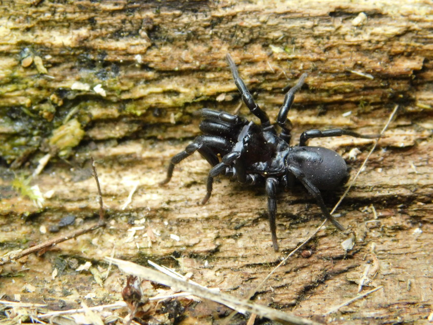 Atypus