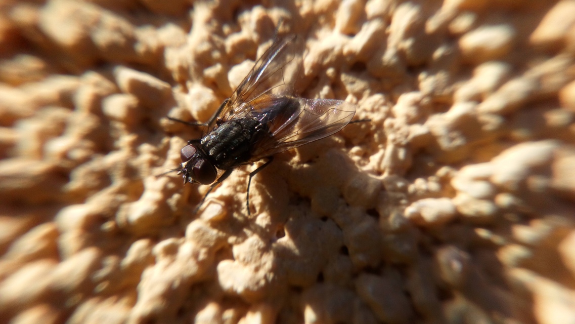 Musca