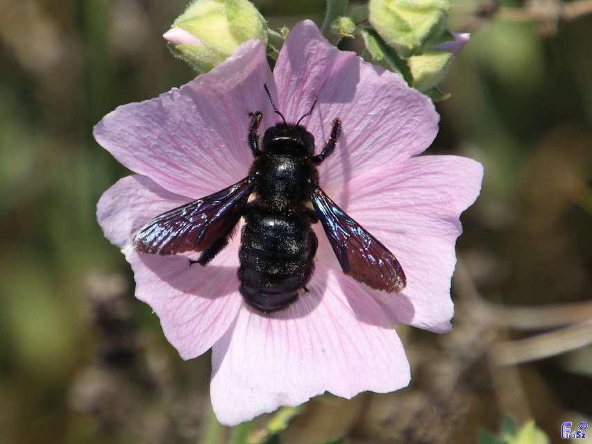 Xylocopa valga - gyakori fadongó