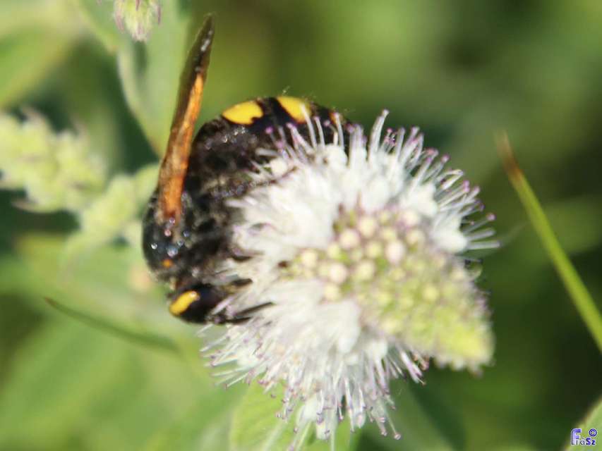 Scolia fusciformis - mediterrán tőrösdarázs