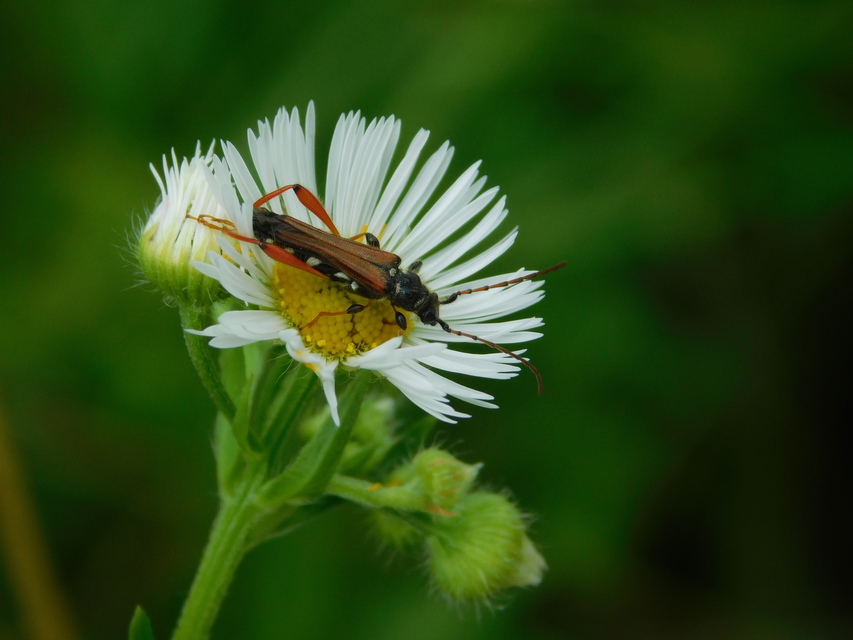 Stenopterus rufus - tarkacsápú keskenyfedőscincér