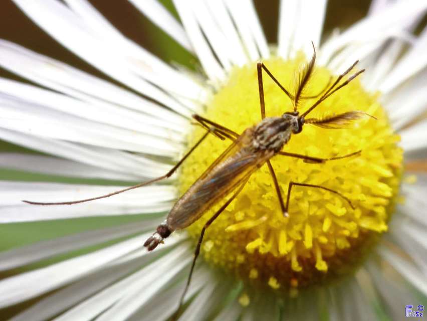Culicidae - csípőszúnyogok